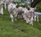 Livestock worrying remains 'serious cause for concern' - NFU