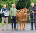 41 Limousin heifers set for show and sale in Ballymena
