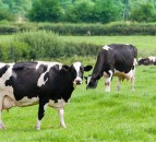 80% of cow health problems linked to dry cow management