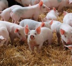 EU pig prices: Germany strengthens, while the UK slips