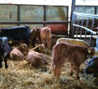 Defra: Calf housing and welfare grant now open for applications