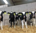 Dairy advice: Weaning autumn-born calves