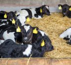 Scour: Keeping autumn-born calves healthy