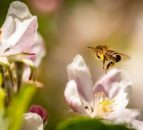 EU to ban bee pesticides from December