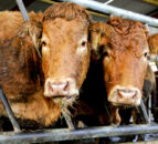European spotlight on future movement of livestock to NI