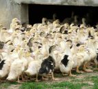 France moves to shelter and confine all poultry as bird flu spreads