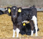 Steps to follow when feeding calves