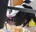 Trial records higher weight gains in hay-fed calves