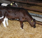 Treating scour in a newborn suckler or dairy calf