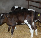 Rehydration important for scouring calves - AHI