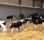 Are you feeding calves enough milk to obtain maximum growth rates?