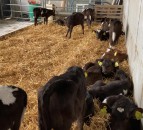 Are you having issues with calf scour?