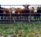 'Farmers need to test for rumen fluke this year'
