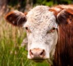 Defra proposes new digital system for bovine registration