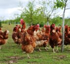 Bird flu: Poultry keepers in Suffolk told to take urgent action