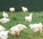 Northern poultry farmers to get free campylobacter test kits