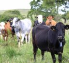 Cattle with collars are a ‘game changer’ in the Belfast hills
