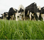 EU milk monopoly concerns post quotas