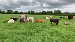 Armagh, Newry and Enniskillen ‘hotspots’ for BVD – AHWNI