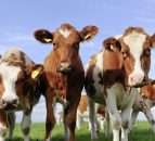 US beef cow herd falls to 52-year low