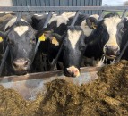 Dairy advice: Achieving body condition score targets by calving