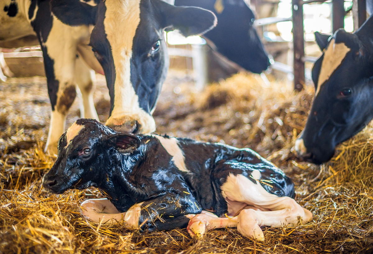 GB Calf Week to focus on dairy beef genetics and TB calves