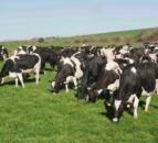 DARD proposes voluntary Bovine Testing