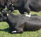 How to manage high-yielding dairy cows at grass
