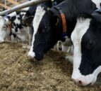 Feed demand soars in Northern Ireland as mills struggle to secure materials