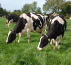 Exploring the 'third option' for dairy farmers 