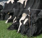 Dairy farmers are facing 'enormous' financial pressure - RABDF