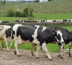 Body condition scoring in autumn-calving cows