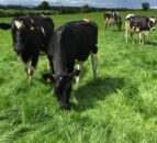 Deadline looms for EU dairy aid package applications