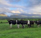 Farmers must ‘adapt’ to survive warns Lely CEO