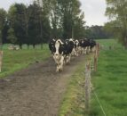 Low body condition score predisposes dairy cows to lameness