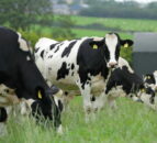 UK Dairy Day: Ayrshire and Brown Swiss judges announced