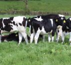 Can smart-tech help detect disease in dairy cows earlier?