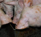 Hogan acknowledges problems in pigmeat sector