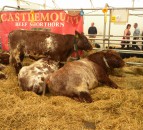 Balmoral Show 2021 – the jury is still out