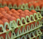 Tesco invests further £10 million into UK egg sector