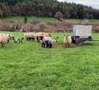 Mild weather prompts nematodirus warning for sheep farmers