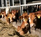 China most influencing factor on global meat markets – LMC