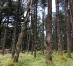 Forestry Commission to reopen Woodland Officer programme