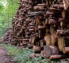 Forestry values up 15% in 2022