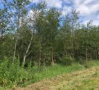Final call for applications for DAERA forestry schemes