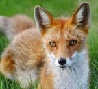 Bird flu detected in foxes in France – WOAH