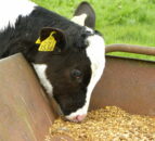 'Increased calf numbers drive calf feed sales'