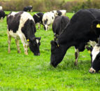 NFU Scotland to host bovine TB webinar