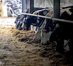 Autumn calving: Managing freshly calved cows