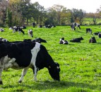 RABDF appoints First Milk farmer director as new chair